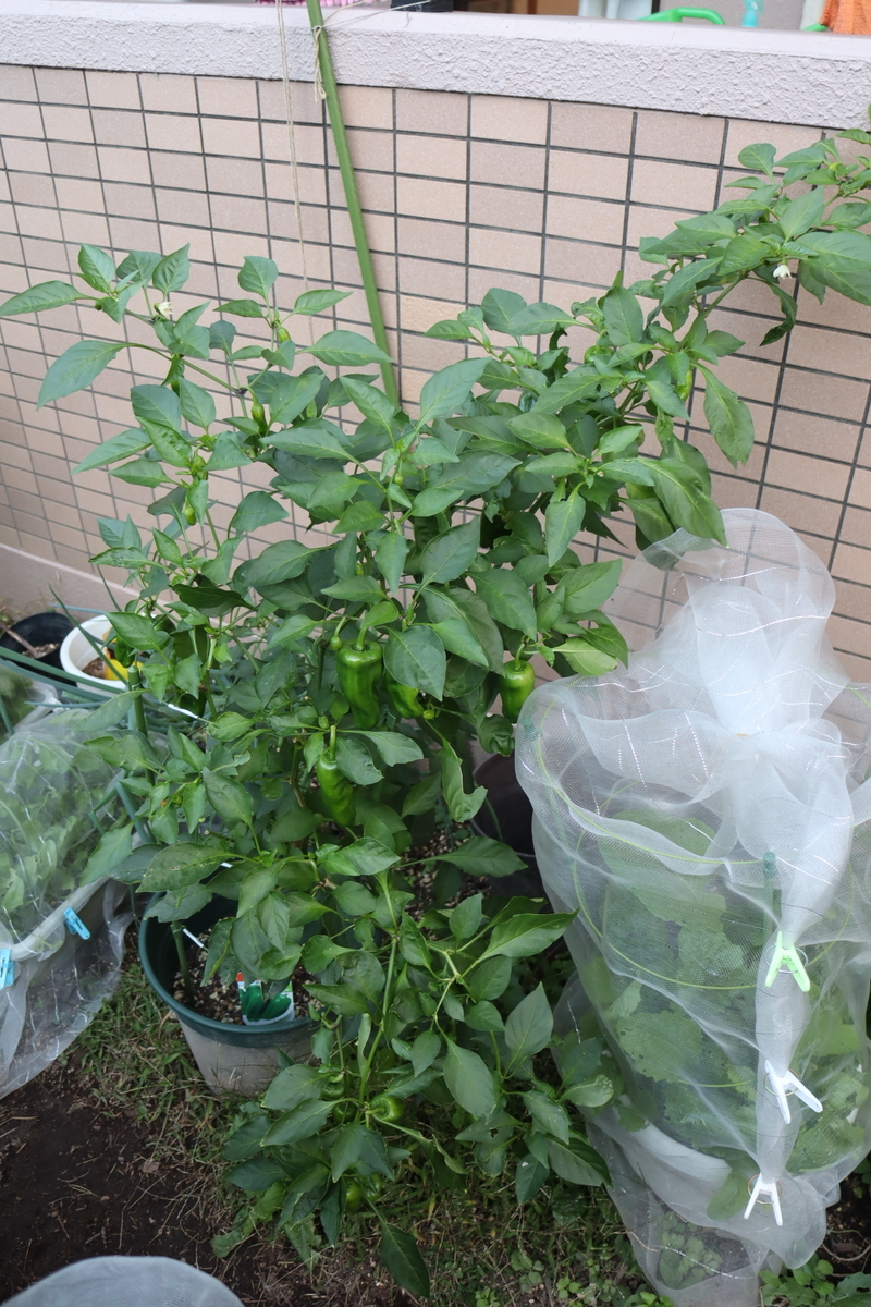 f:id:tomato_1:20211108034237j:plain