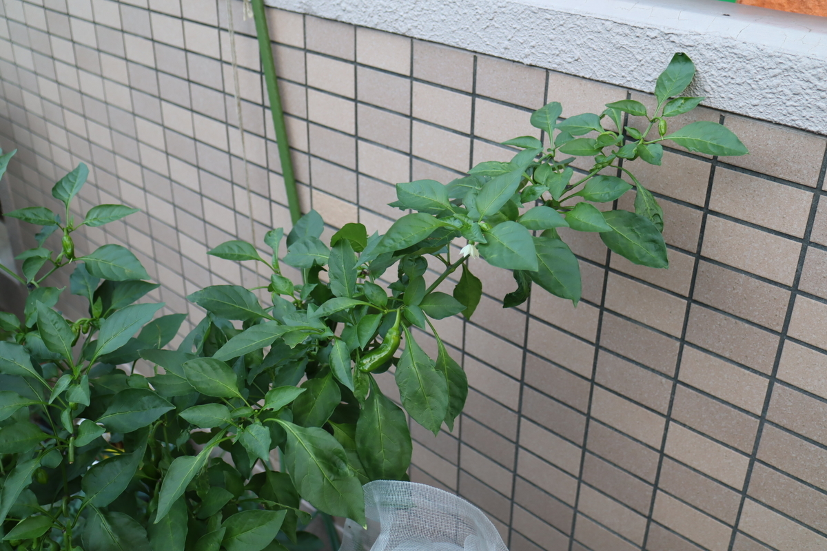 f:id:tomato_1:20211108034255j:plain