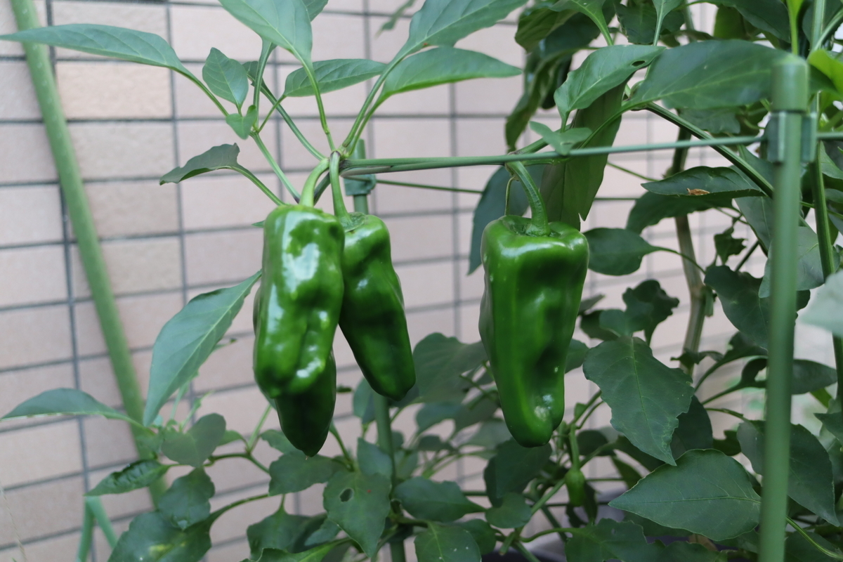 f:id:tomato_1:20211108034719j:plain