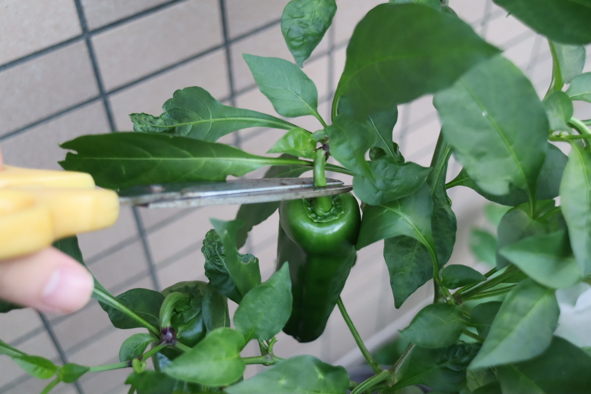 f:id:tomato_1:20211108034850j:plain