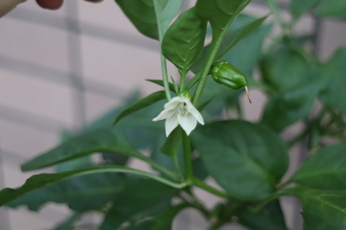 f:id:tomato_1:20211108035043j:plain