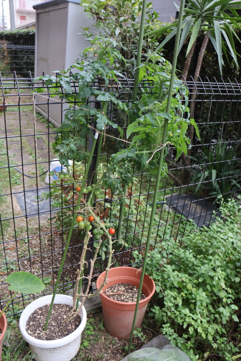 f:id:tomato_1:20211109035525j:plain