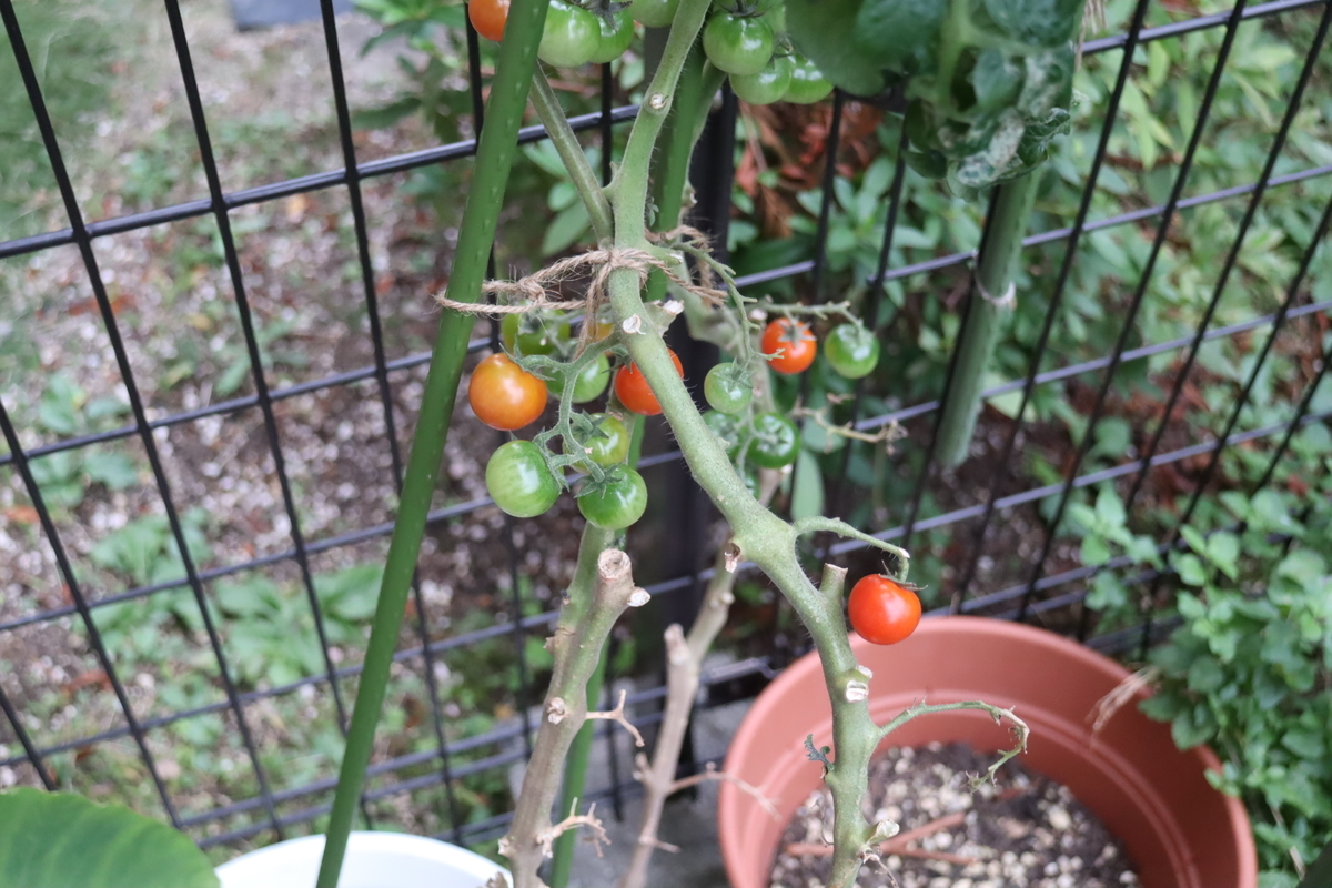 f:id:tomato_1:20211109035559j:plain