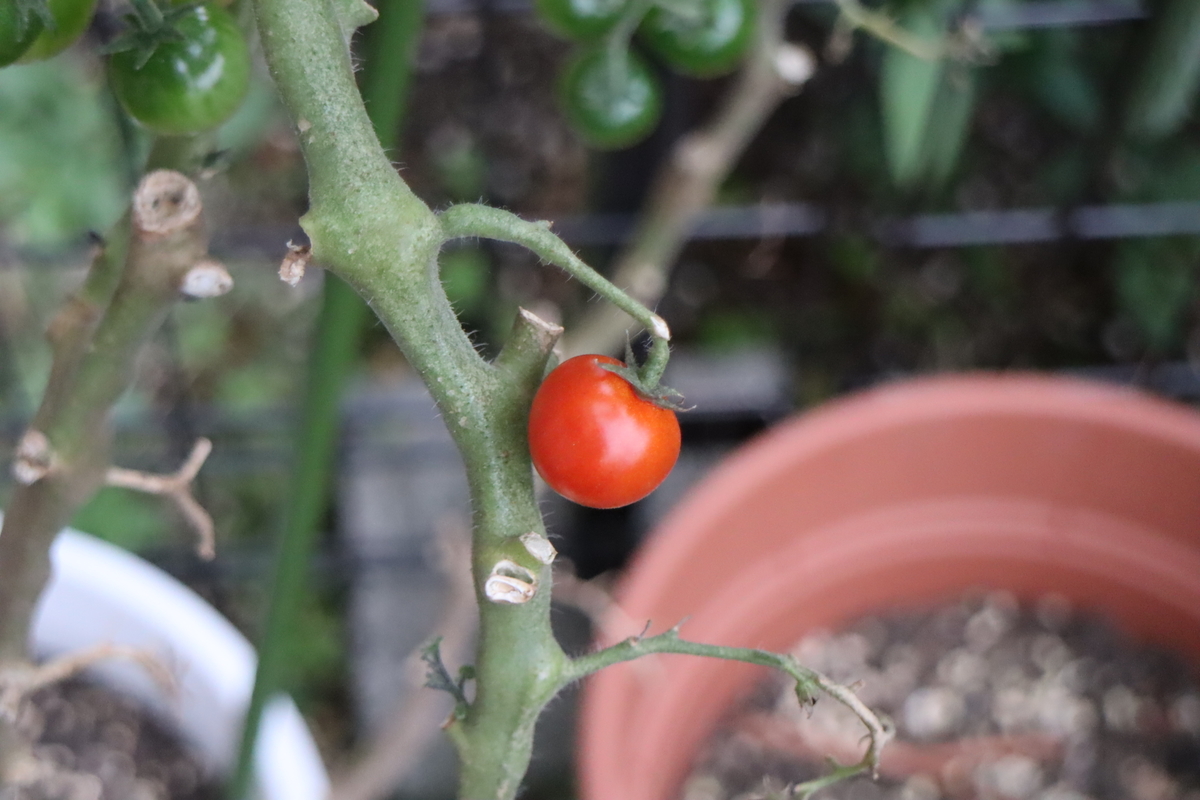f:id:tomato_1:20211109035610j:plain