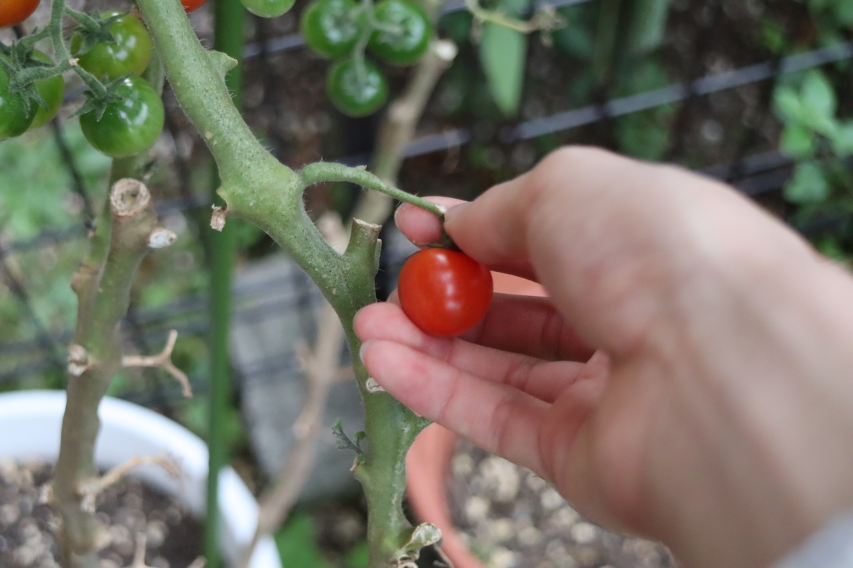 f:id:tomato_1:20211109035619j:plain