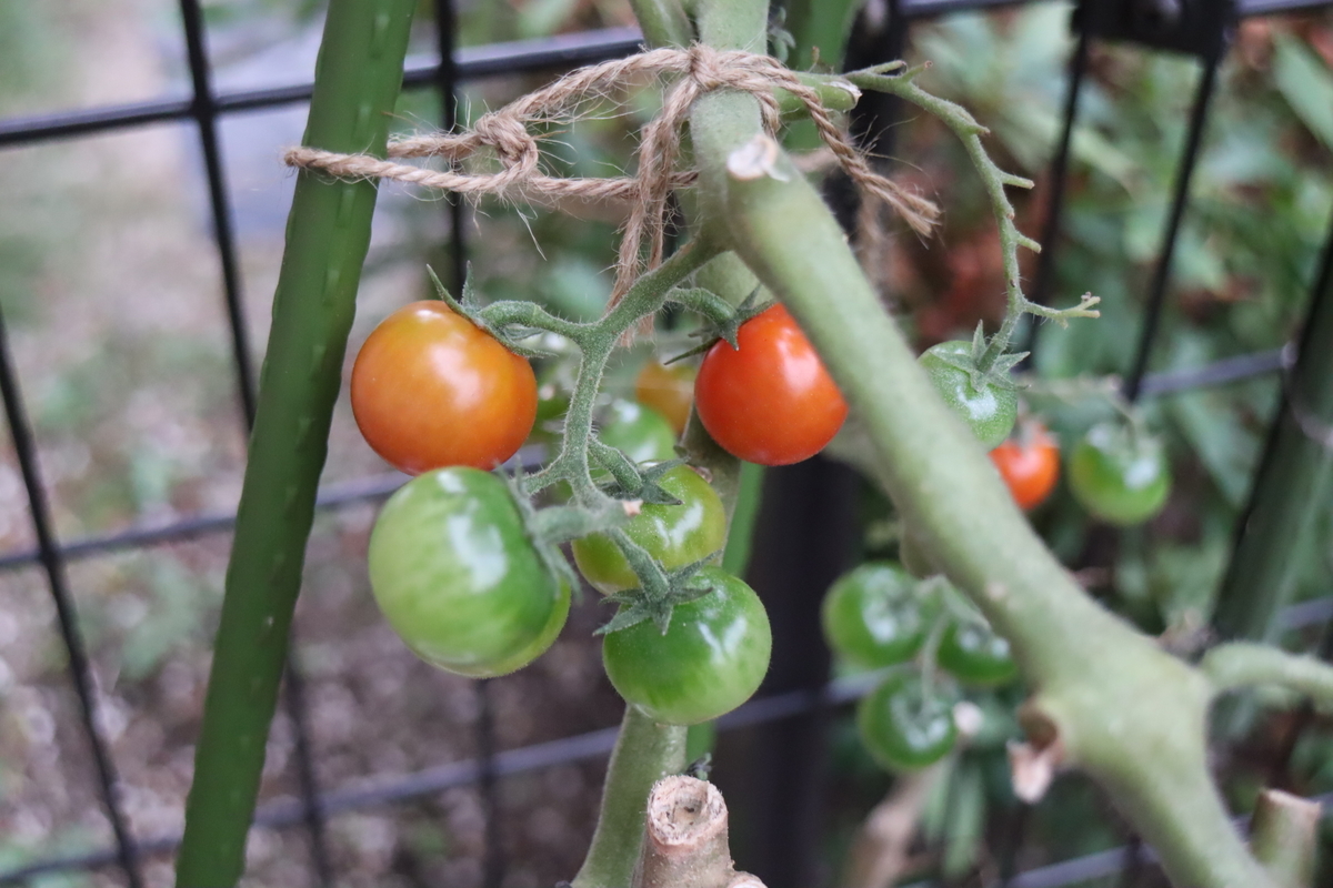f:id:tomato_1:20211109035650j:plain