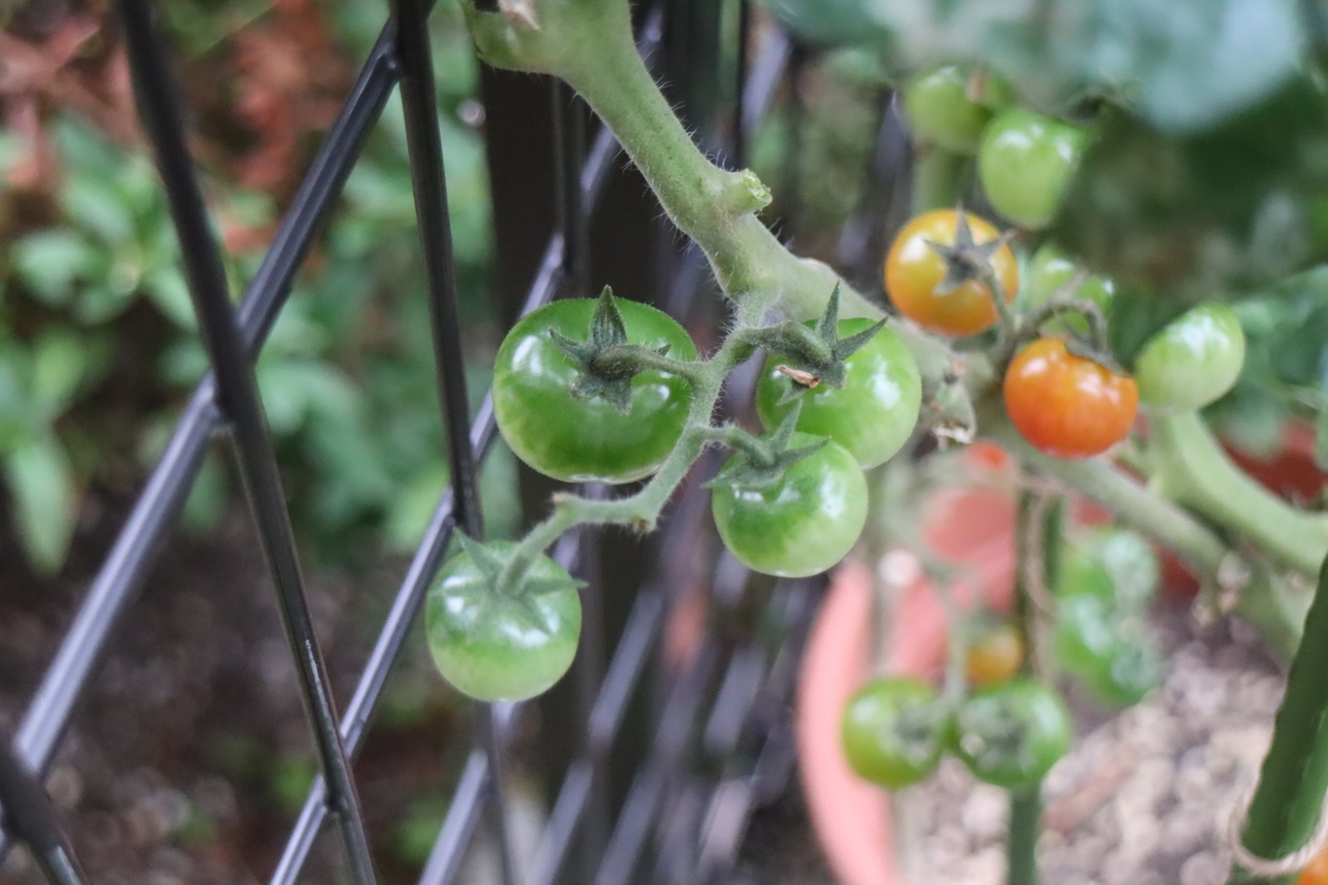 f:id:tomato_1:20211109035717j:plain