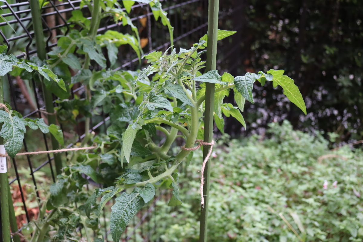 f:id:tomato_1:20211109040317j:plain