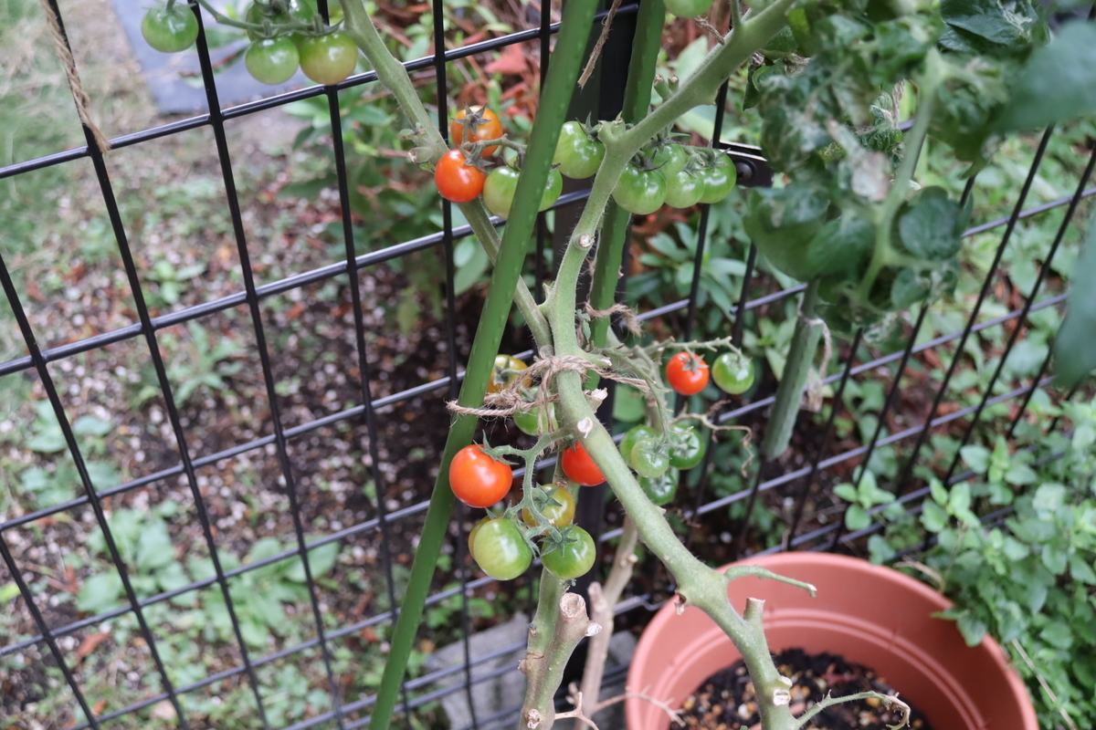 f:id:tomato_1:20211113042942j:plain