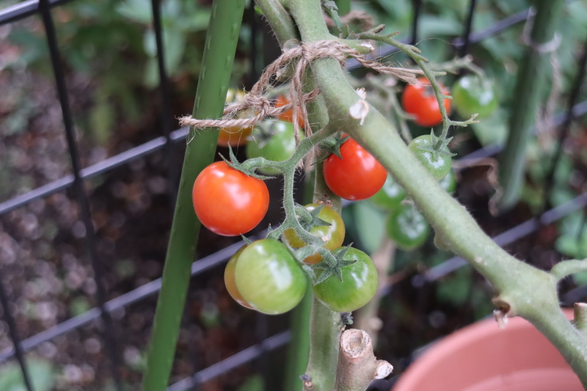 f:id:tomato_1:20211113043000j:plain