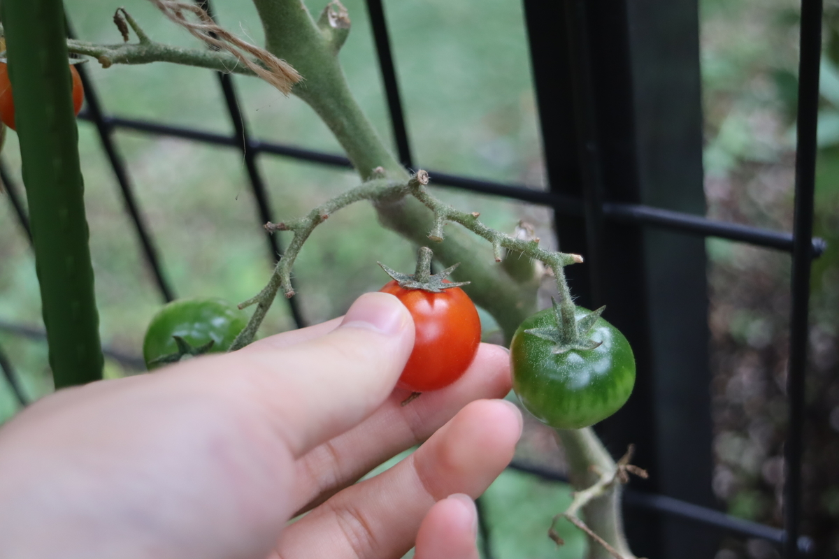 f:id:tomato_1:20211113043015j:plain