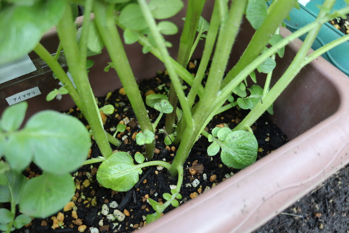 f:id:tomato_1:20211115035317j:plain