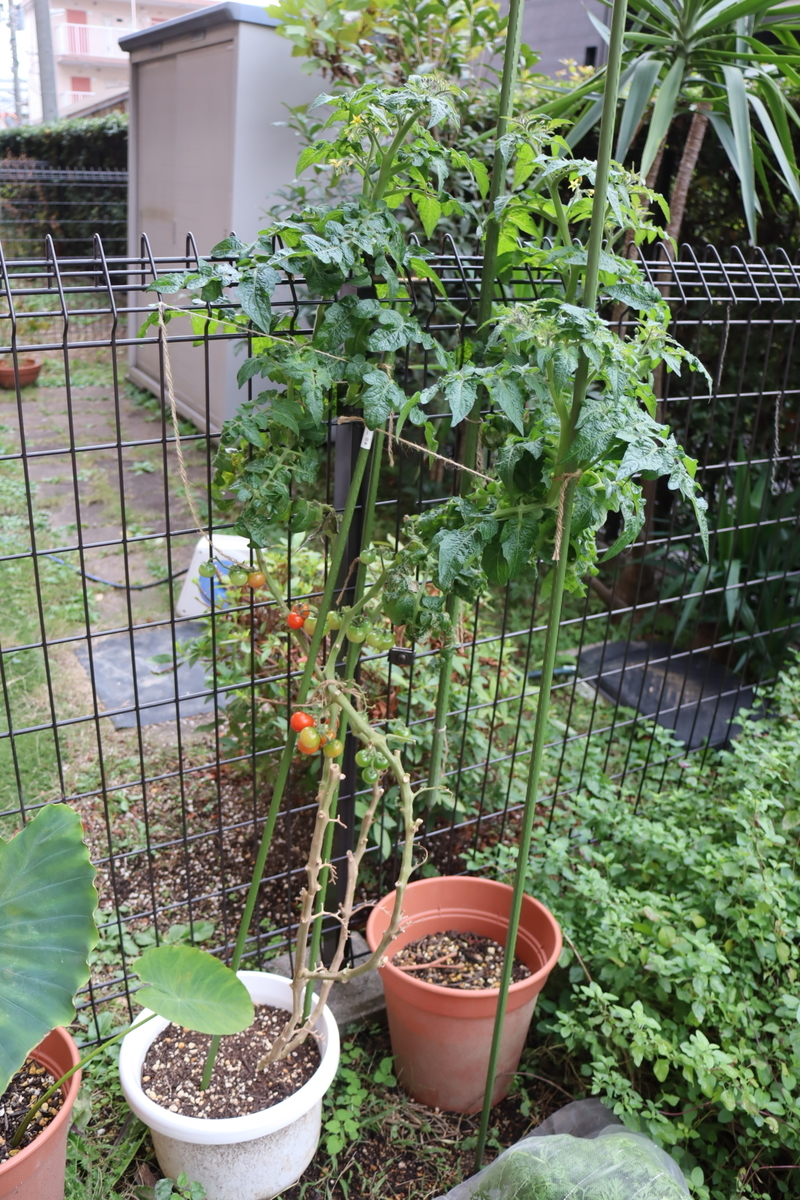 f:id:tomato_1:20211117034351j:plain