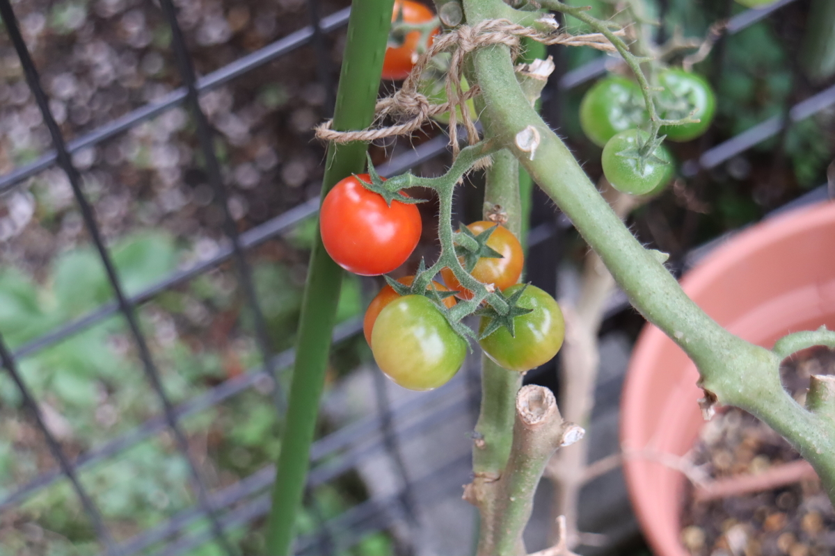 f:id:tomato_1:20211117034404j:plain