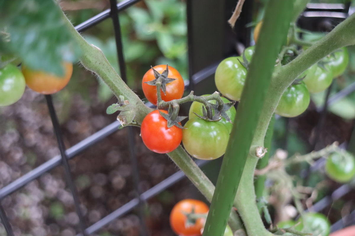 f:id:tomato_1:20211117034415j:plain