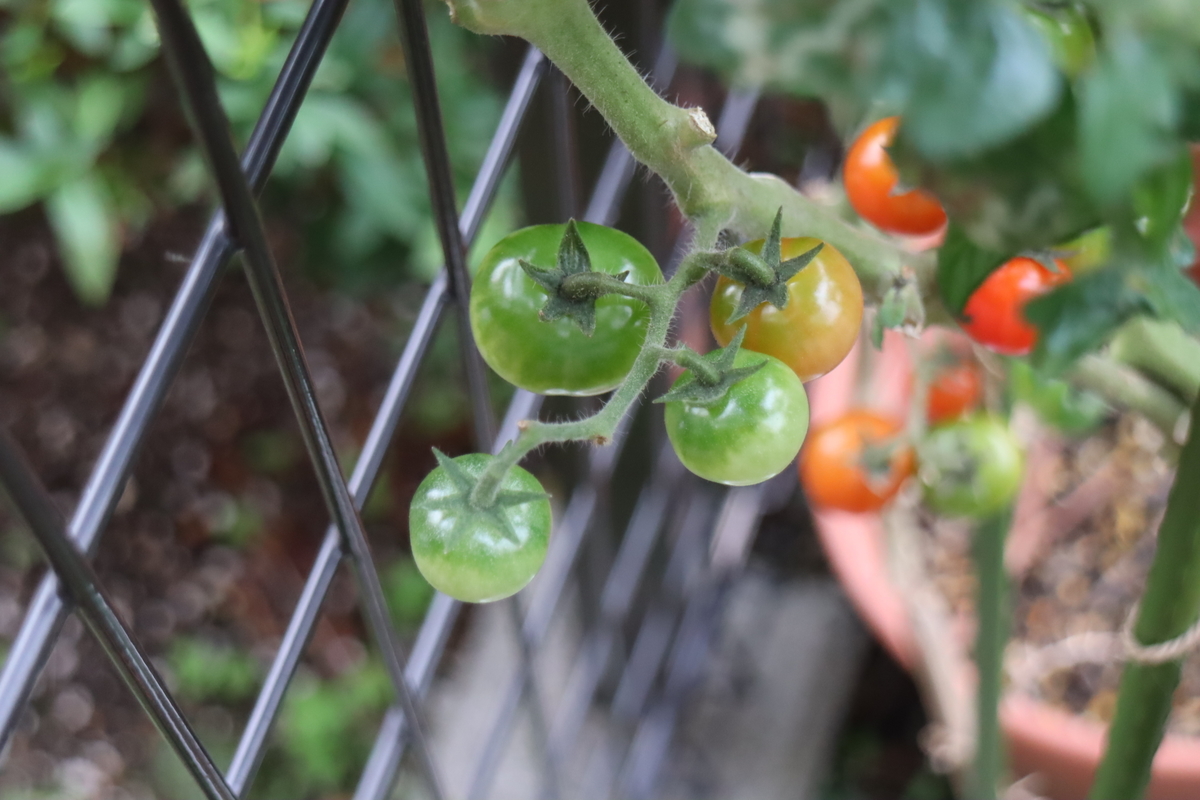f:id:tomato_1:20211117034510j:plain