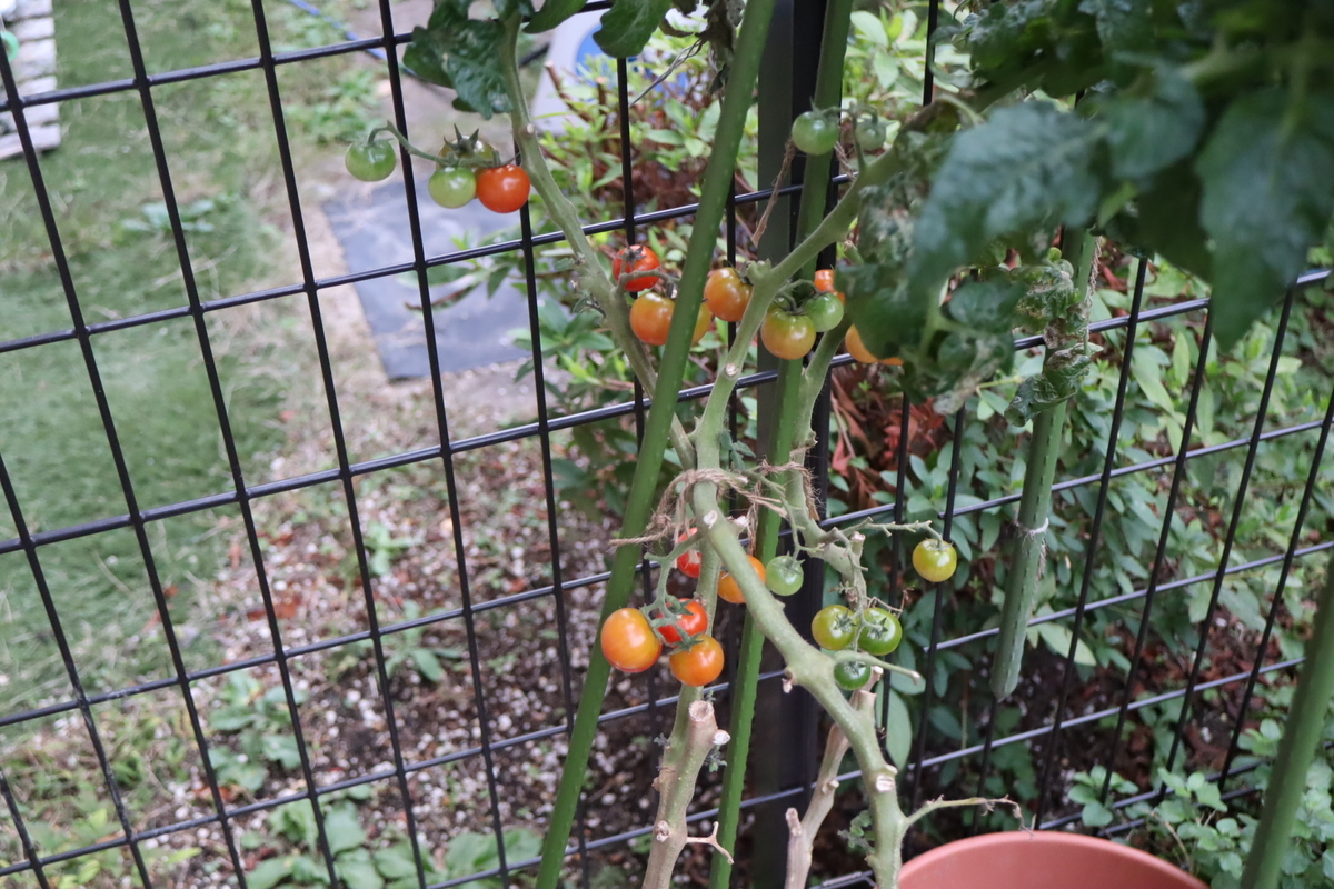f:id:tomato_1:20211122033931j:plain