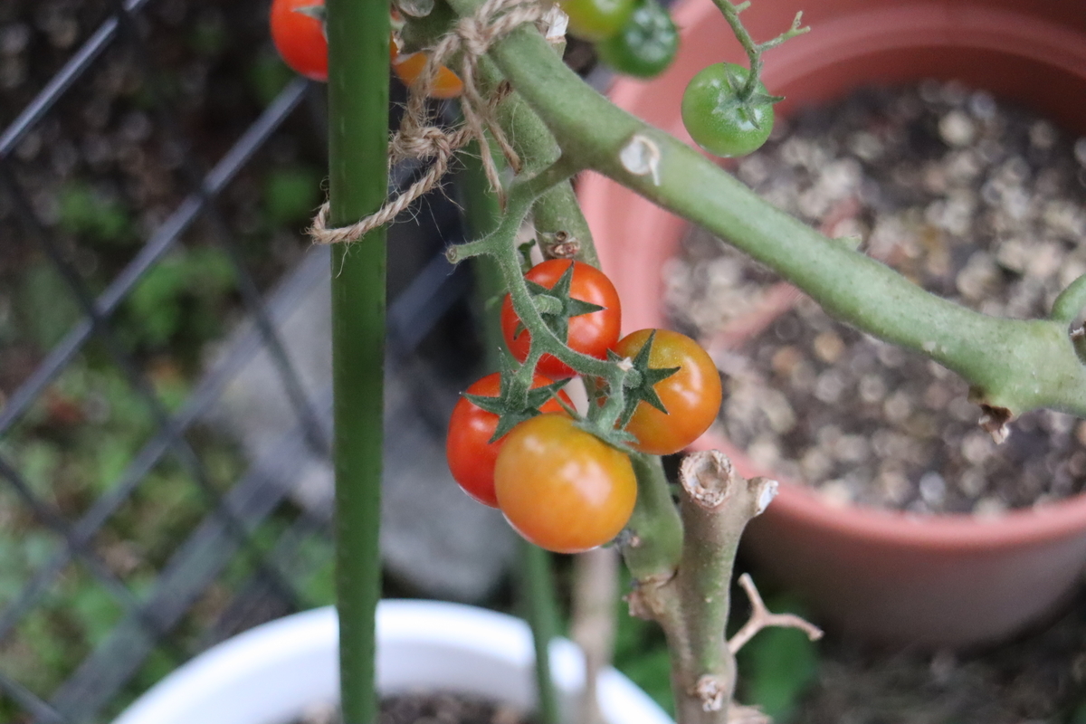 f:id:tomato_1:20211122033941j:plain