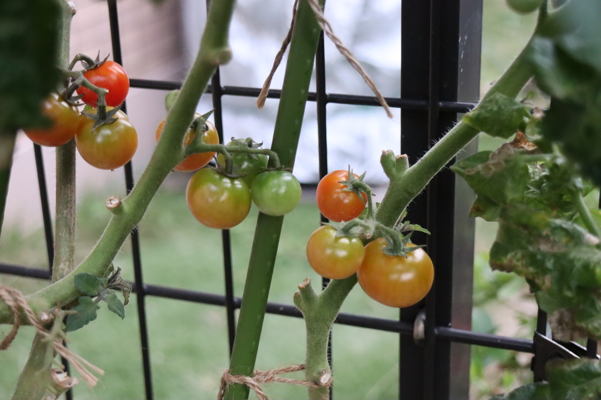 f:id:tomato_1:20211122033950j:plain