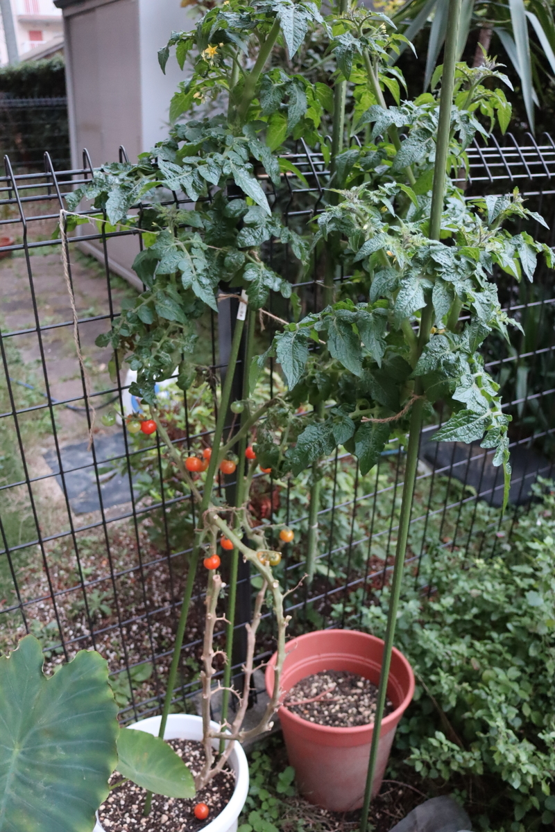 f:id:tomato_1:20211126035505j:plain