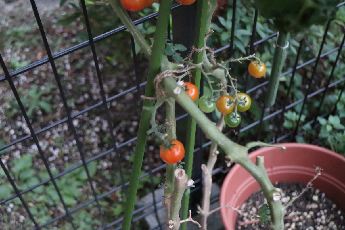 f:id:tomato_1:20211126035518j:plain