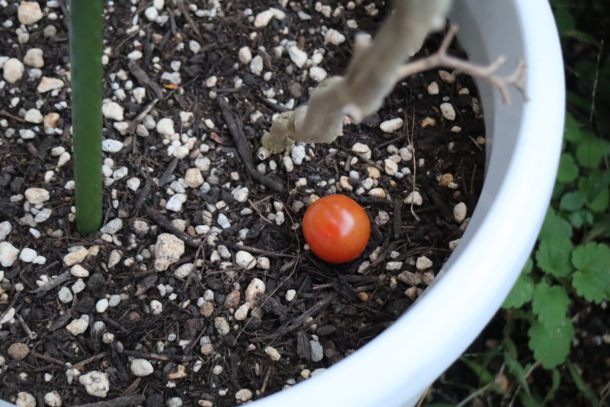f:id:tomato_1:20211126035526j:plain