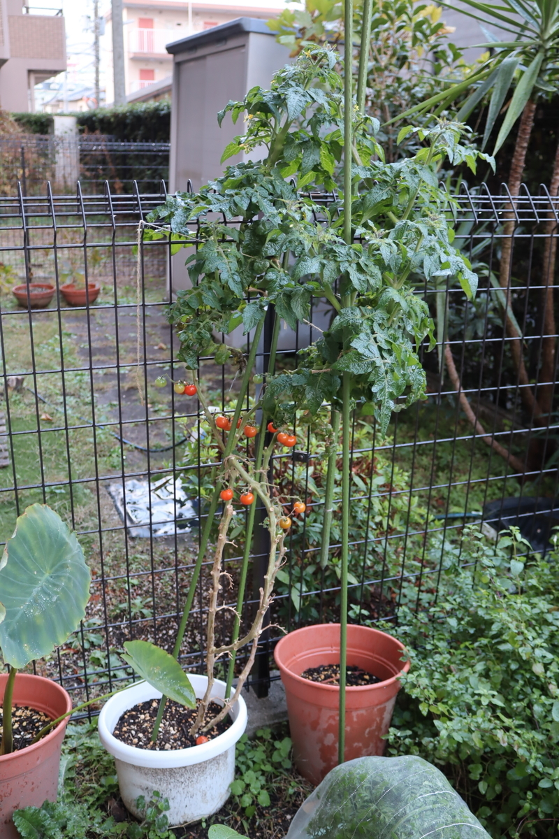 f:id:tomato_1:20211128000823j:plain