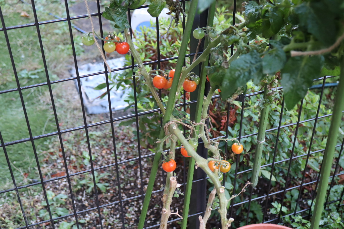 f:id:tomato_1:20211128000837j:plain