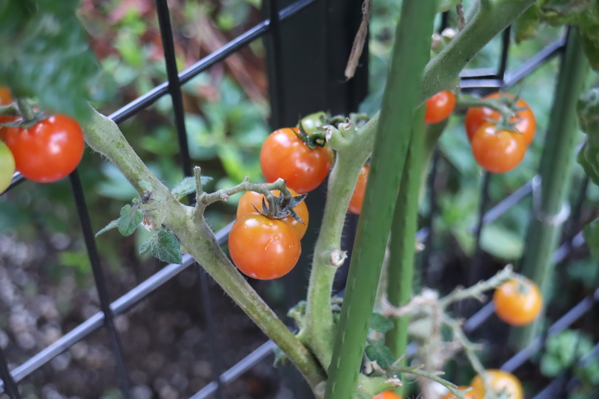 f:id:tomato_1:20211128000903j:plain