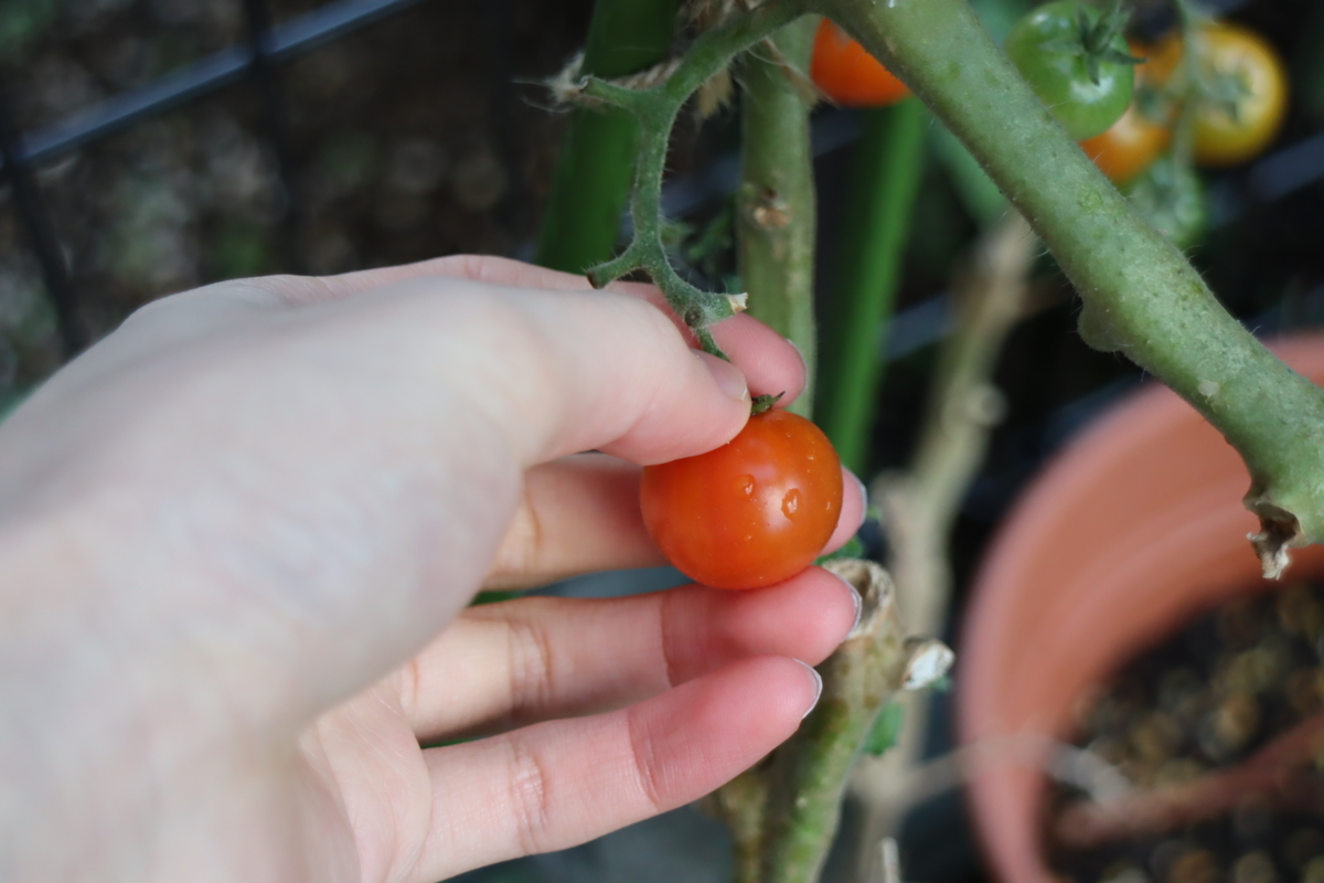 f:id:tomato_1:20211128000949j:plain