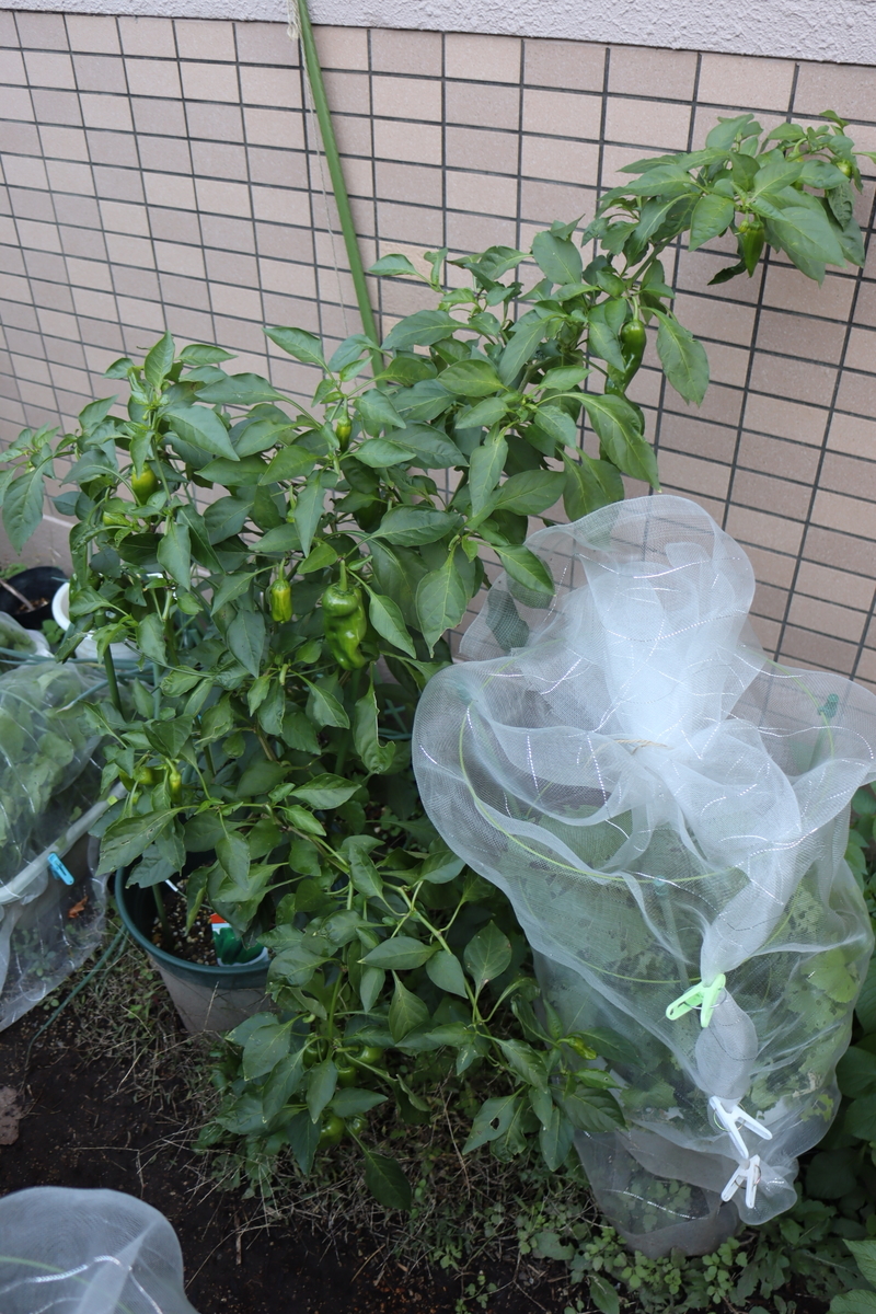 f:id:tomato_1:20211129034407j:plain