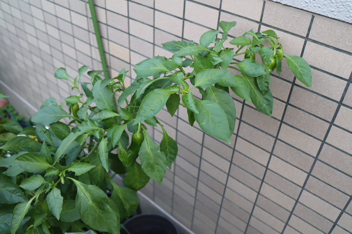 f:id:tomato_1:20211129034443j:plain