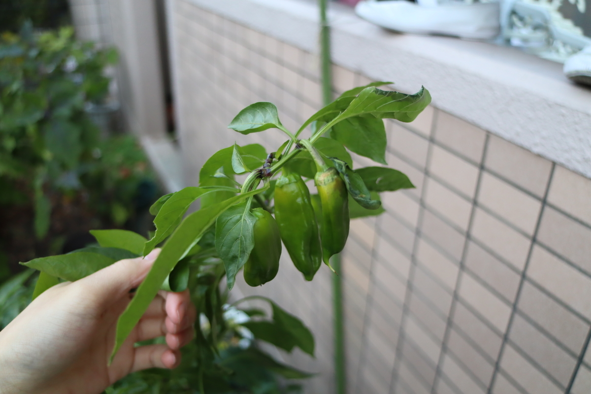 f:id:tomato_1:20211129034456j:plain