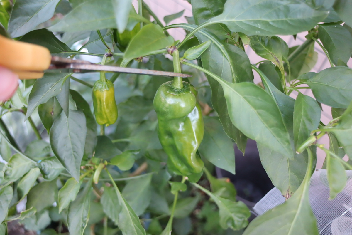 f:id:tomato_1:20211129034511j:plain
