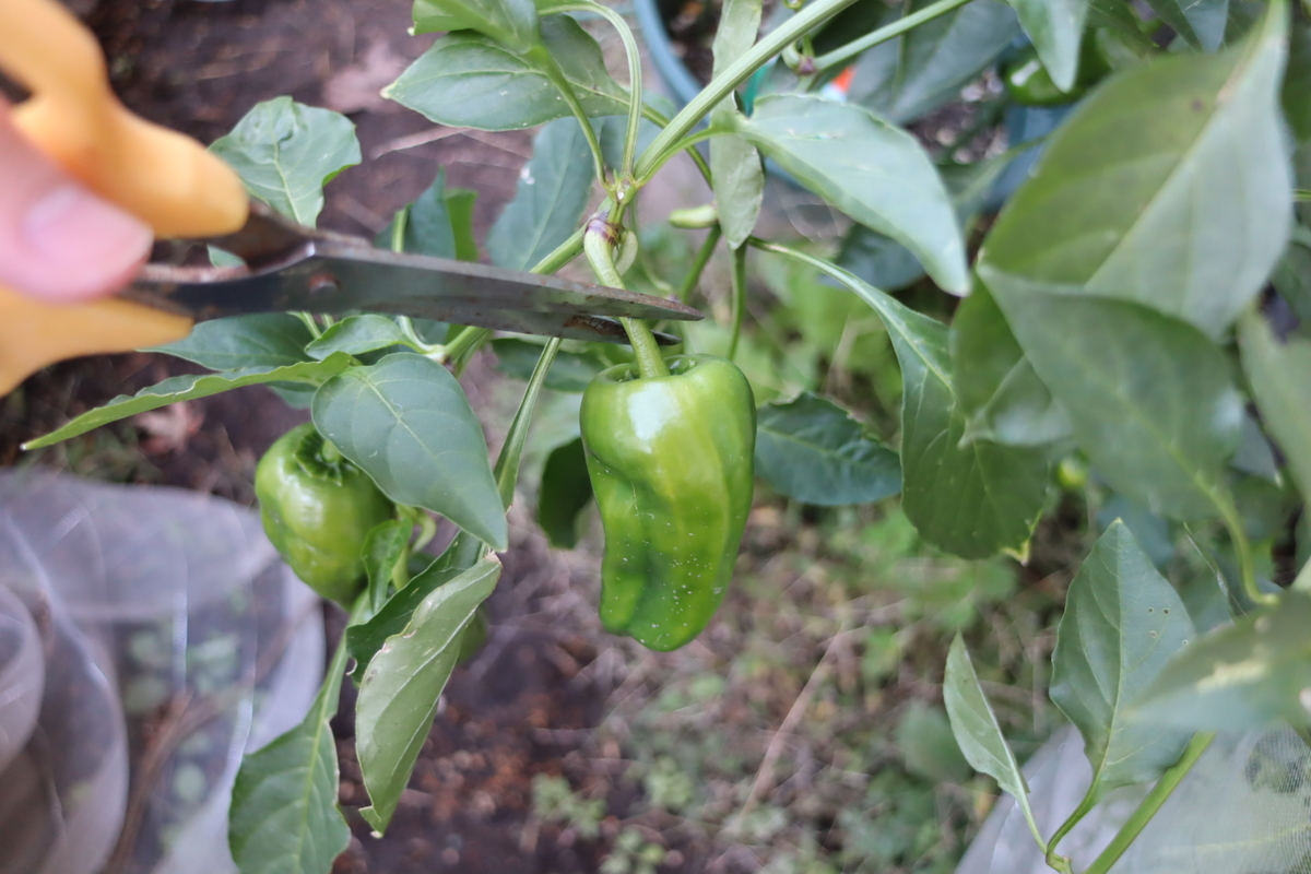 f:id:tomato_1:20211129034520j:plain