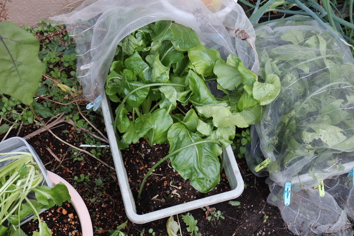 f:id:tomato_1:20211202034921j:plain