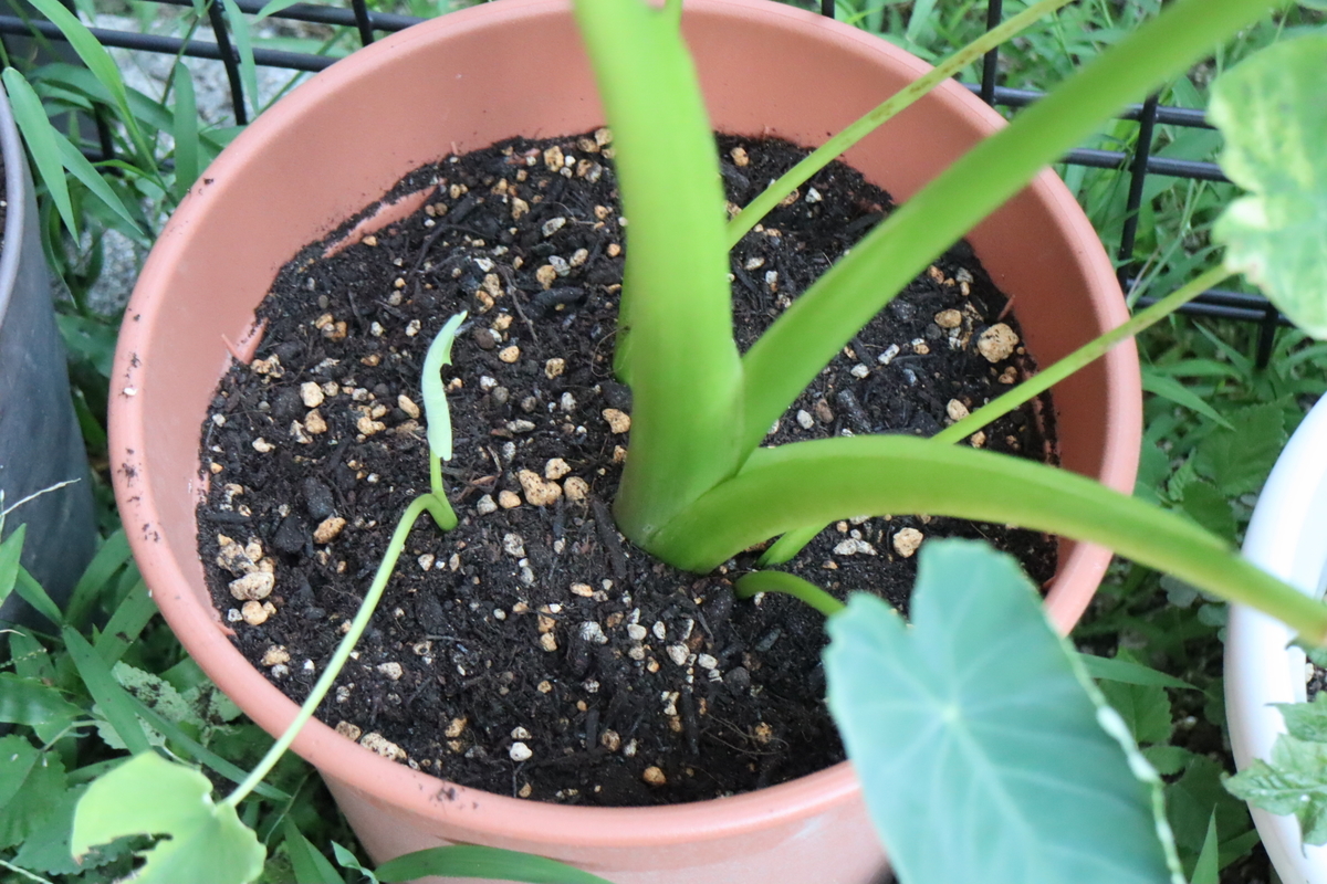 f:id:tomato_1:20211204035702j:plain