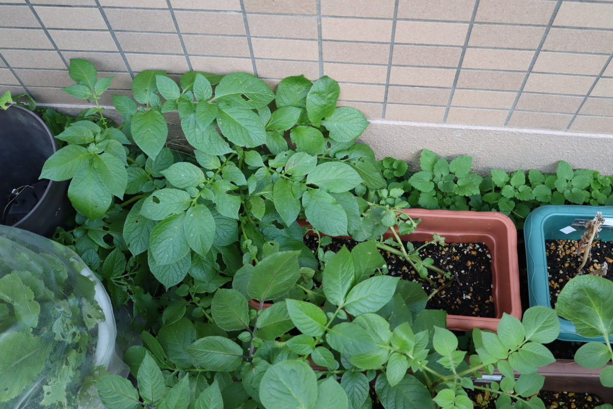 f:id:tomato_1:20211206035520j:plain