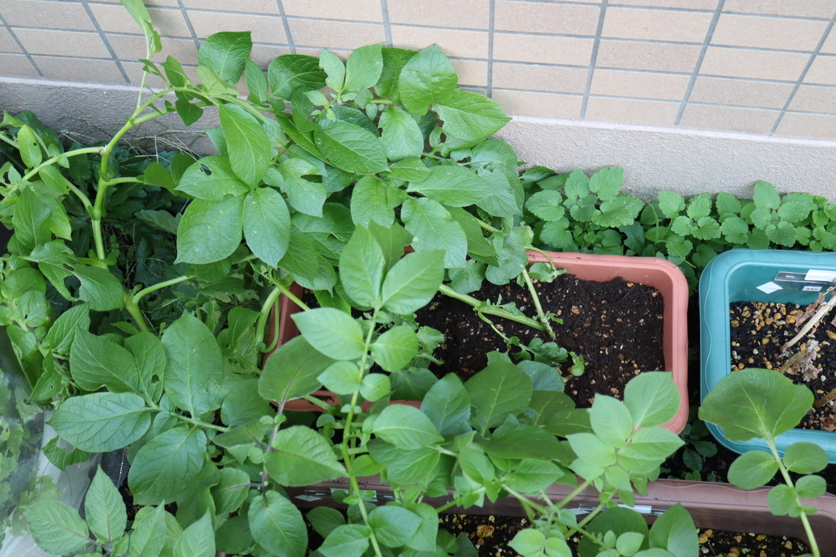 f:id:tomato_1:20211206035556j:plain