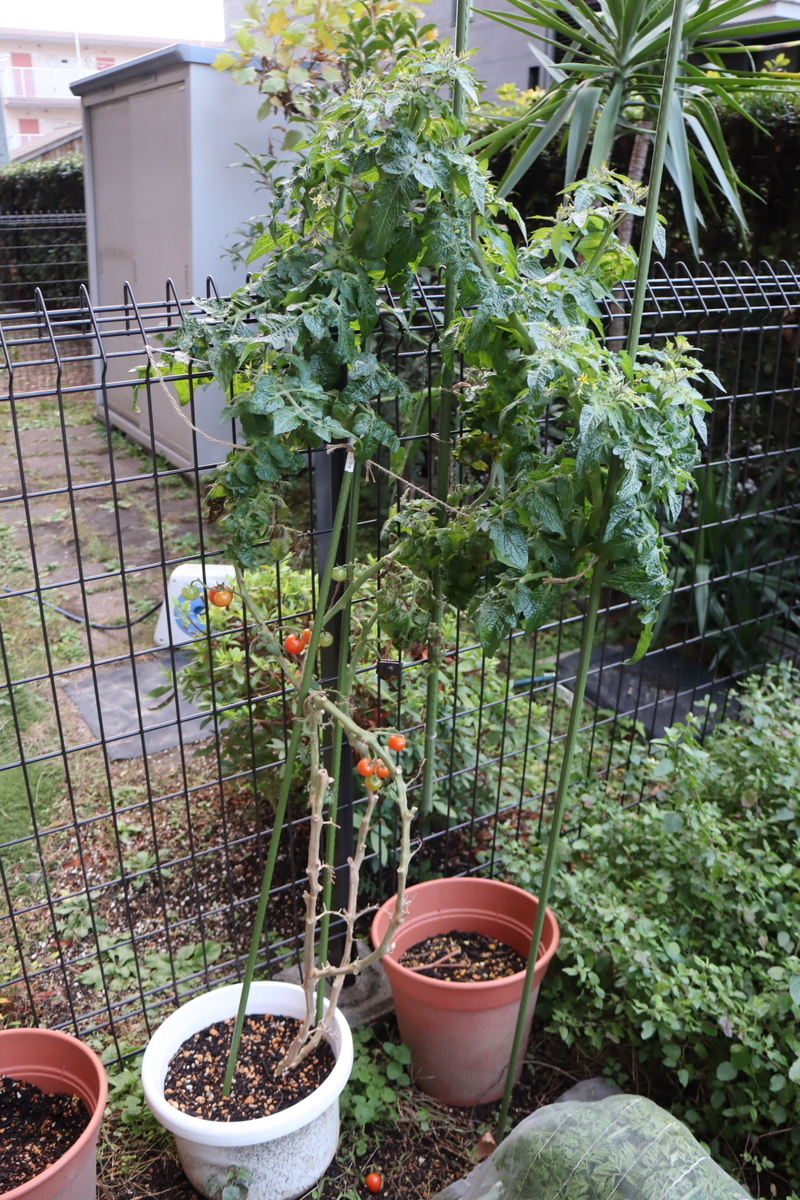 f:id:tomato_1:20211209034952j:plain