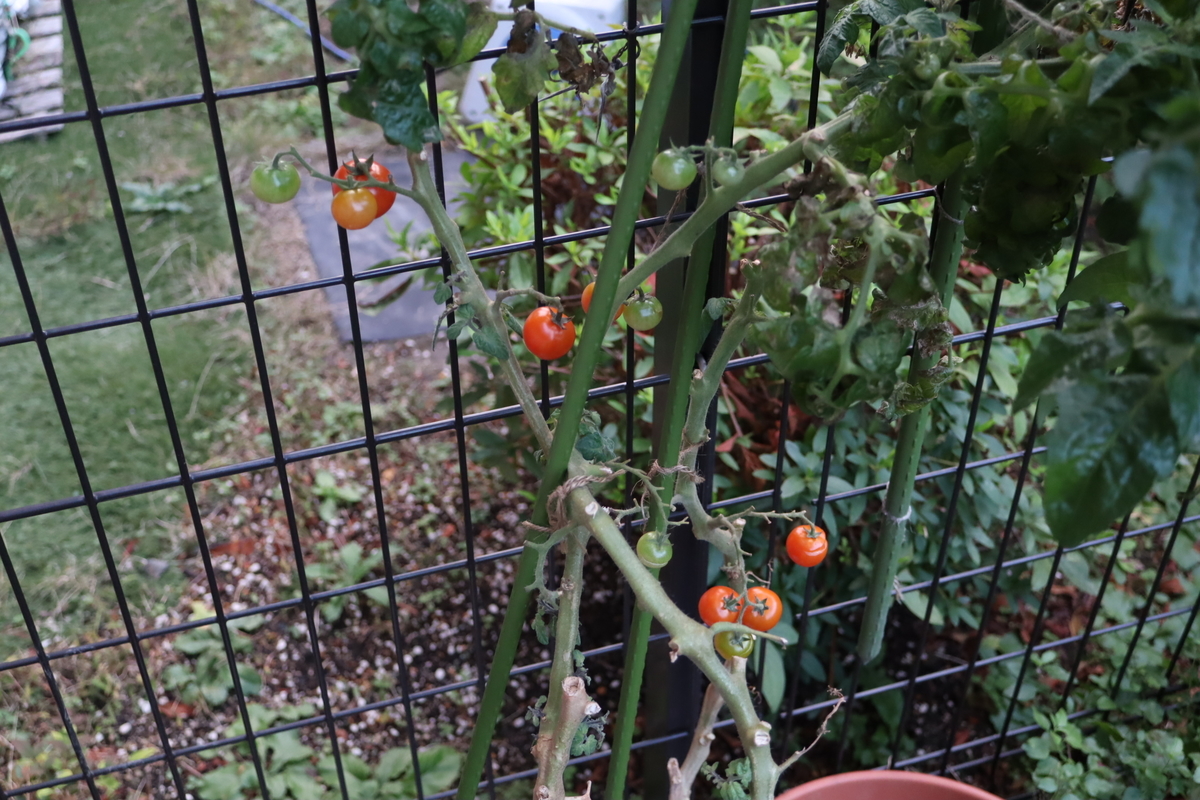f:id:tomato_1:20211209035004j:plain