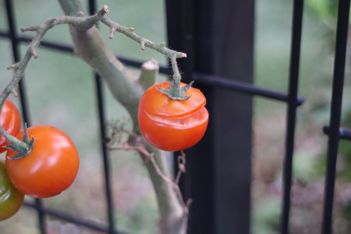 f:id:tomato_1:20211209035014j:plain