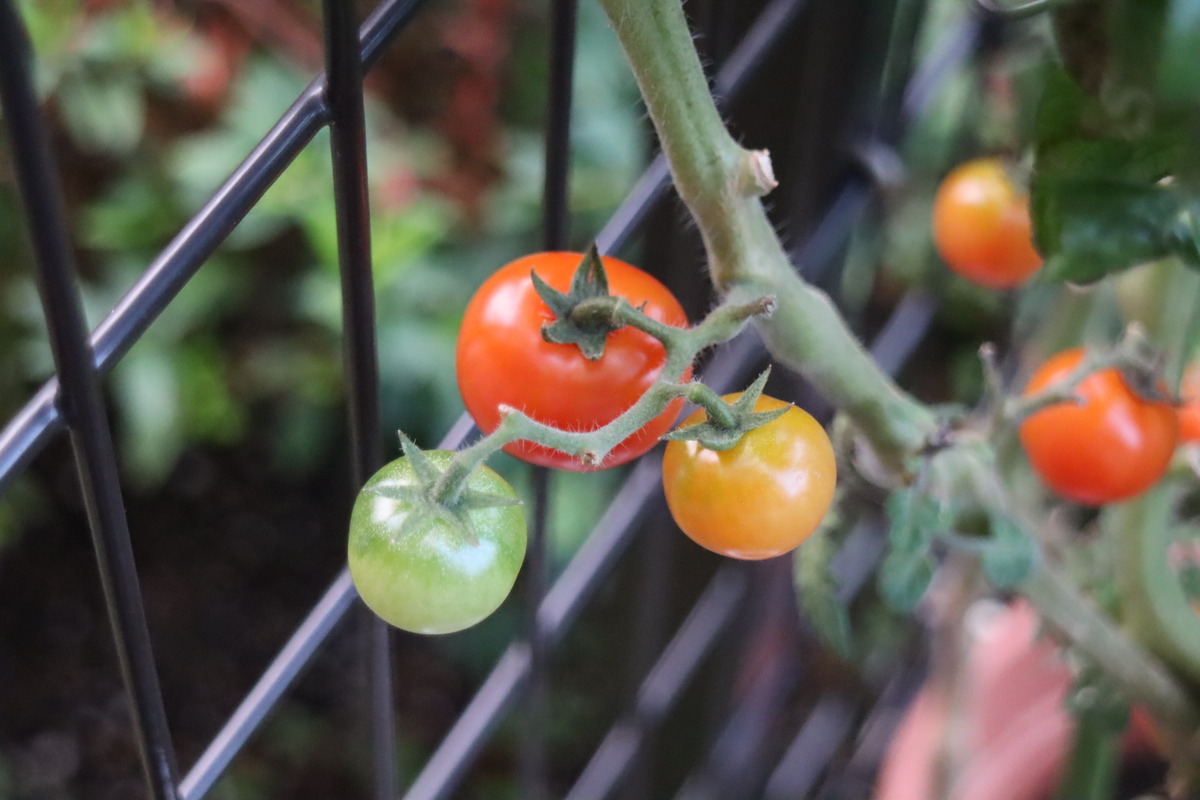 f:id:tomato_1:20211209035038j:plain