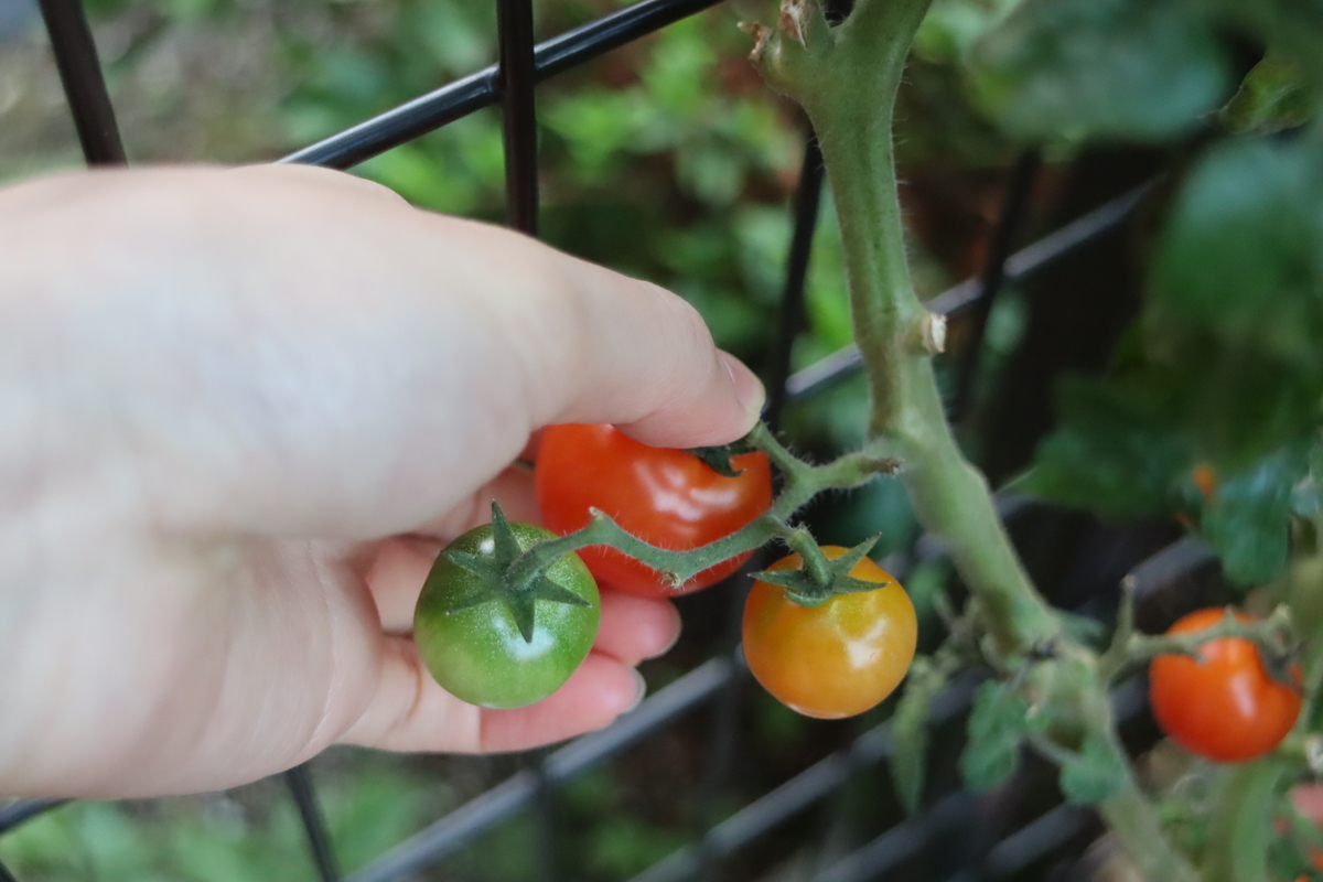 f:id:tomato_1:20211209035047j:plain