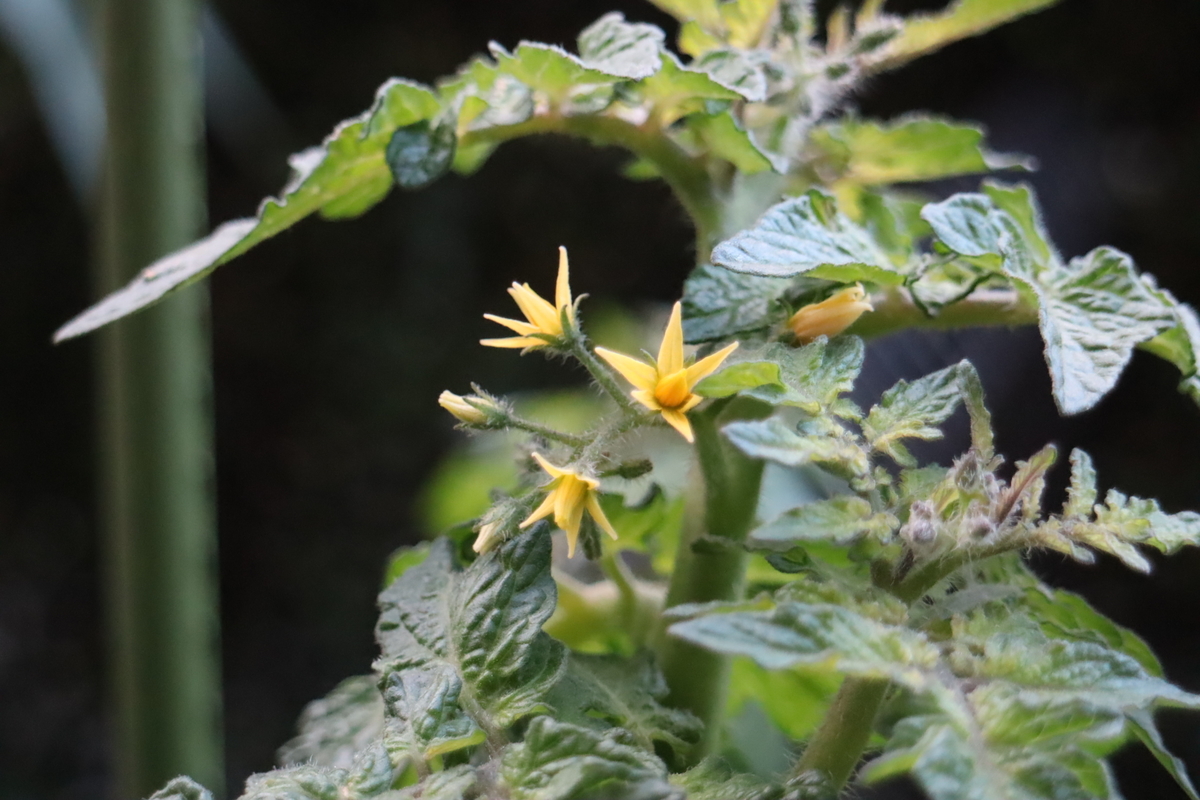 f:id:tomato_1:20211209035129j:plain