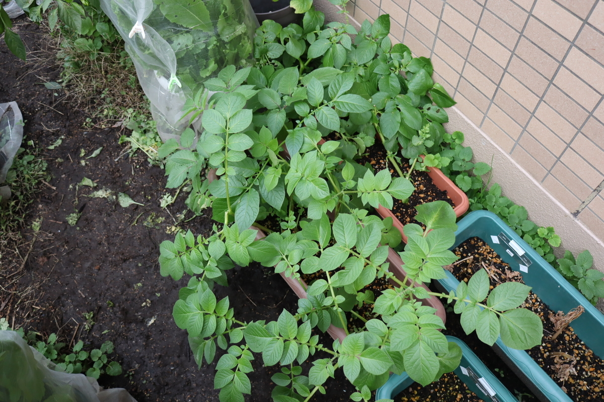 f:id:tomato_1:20211213035220j:plain