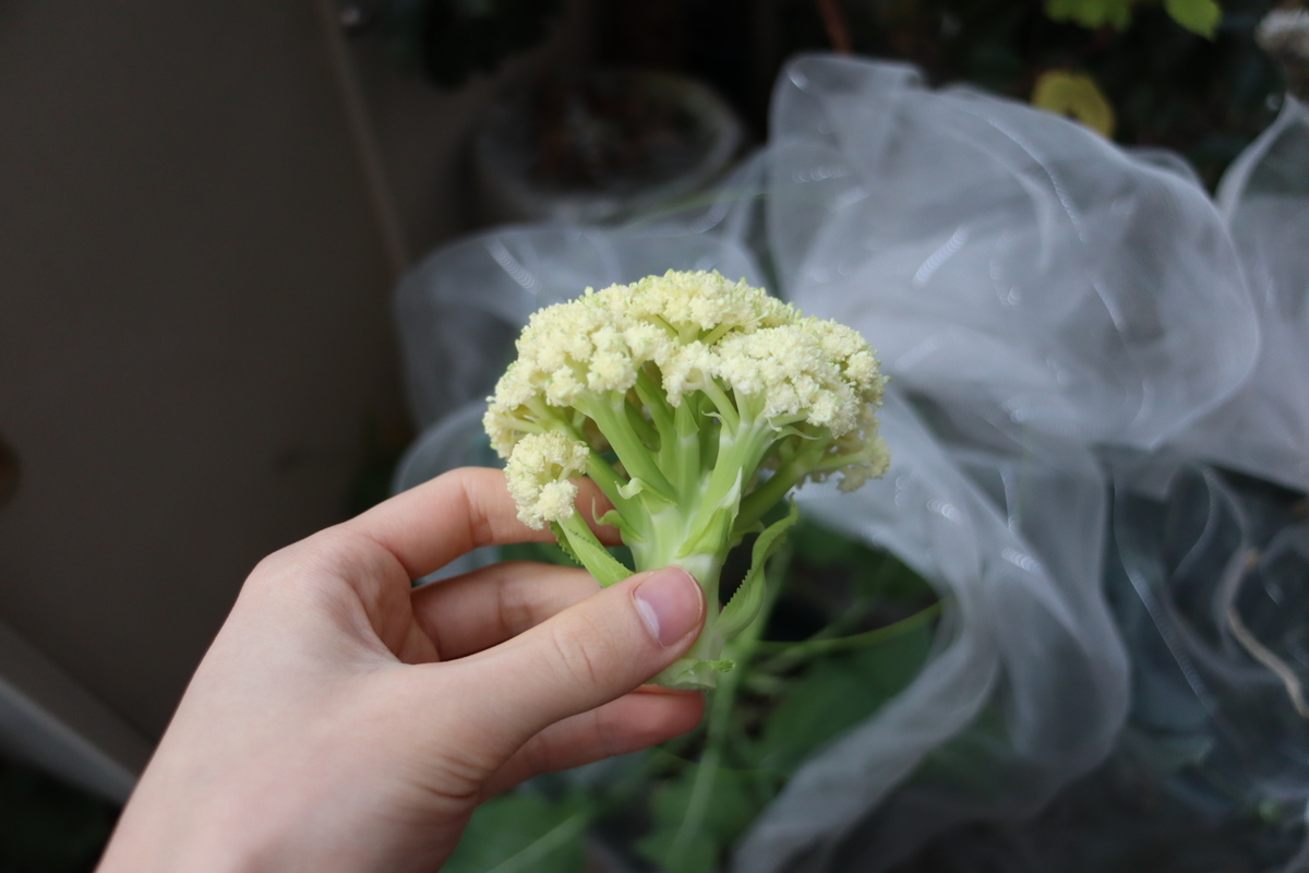 f:id:tomato_1:20211216034529j:plain