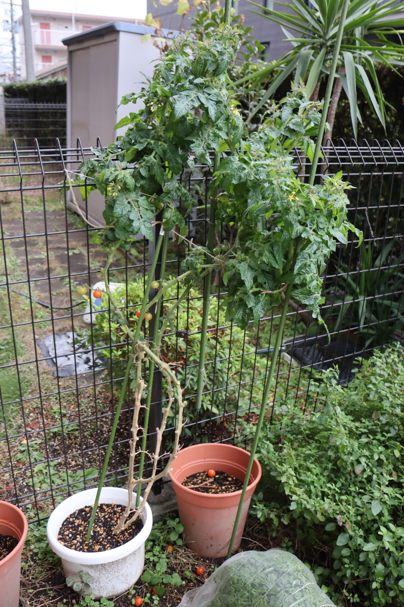 f:id:tomato_1:20211218034849j:plain