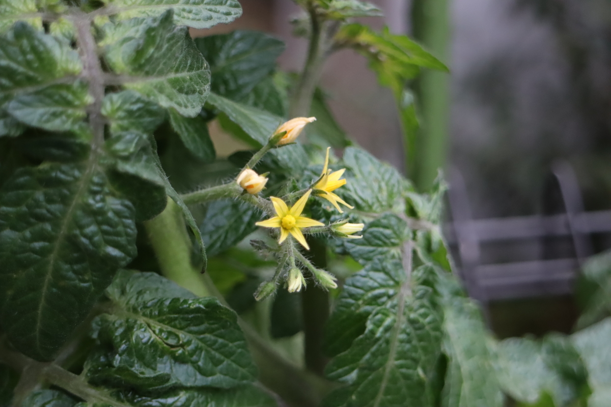 f:id:tomato_1:20211218034930j:plain