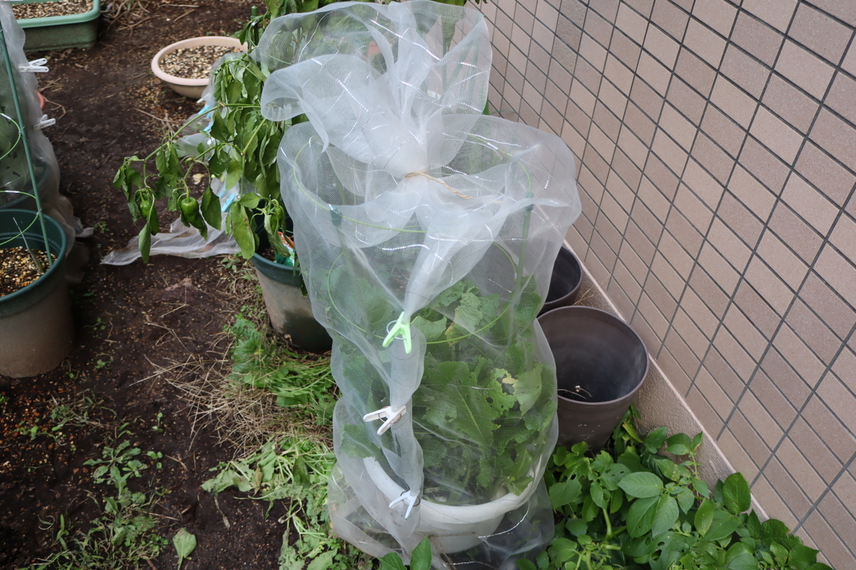 f:id:tomato_1:20211220034847j:plain